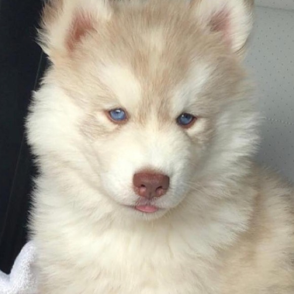 Meet your Posher, Cody - Picture 1 of 1